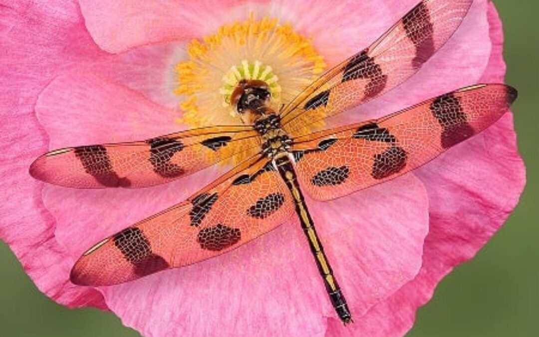 Dragonflies for Mosquito Control