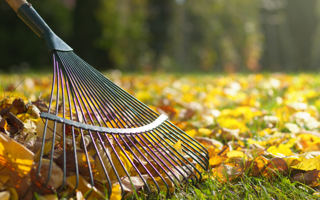 General Fall Lawn Care Tips