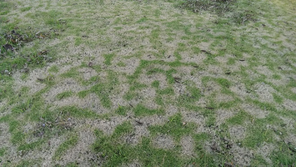 Bermuda Grass Dormancy