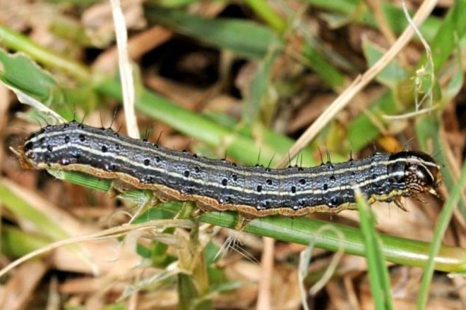 Insects you might find in your lawn and garden